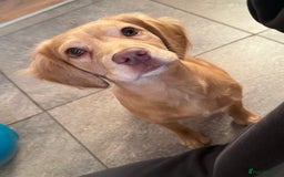 Cocker Spaniel dogs for sale: Dog for re homing.  - Image 2