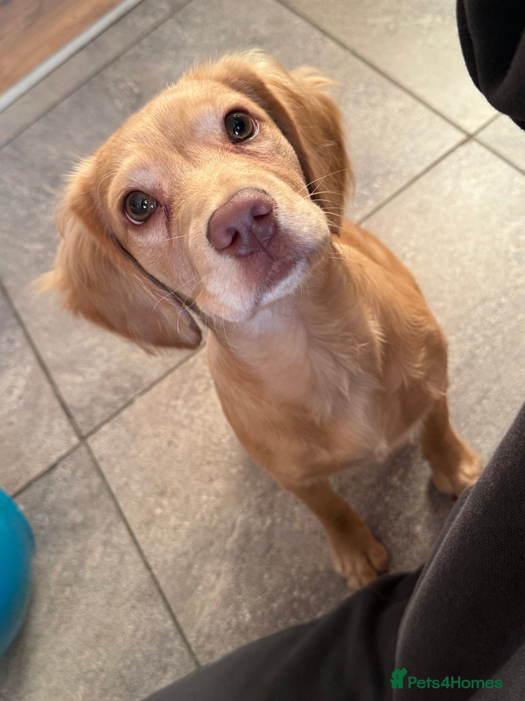 Cocker Spaniel dogs for sale: Dog for re homing.  - Image 2