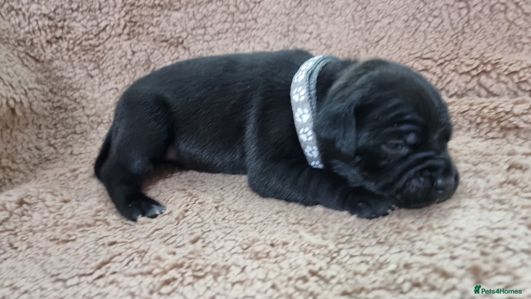 Staffordshire Bull Terrier dogs for sale: Dewellsblue - Advert 11