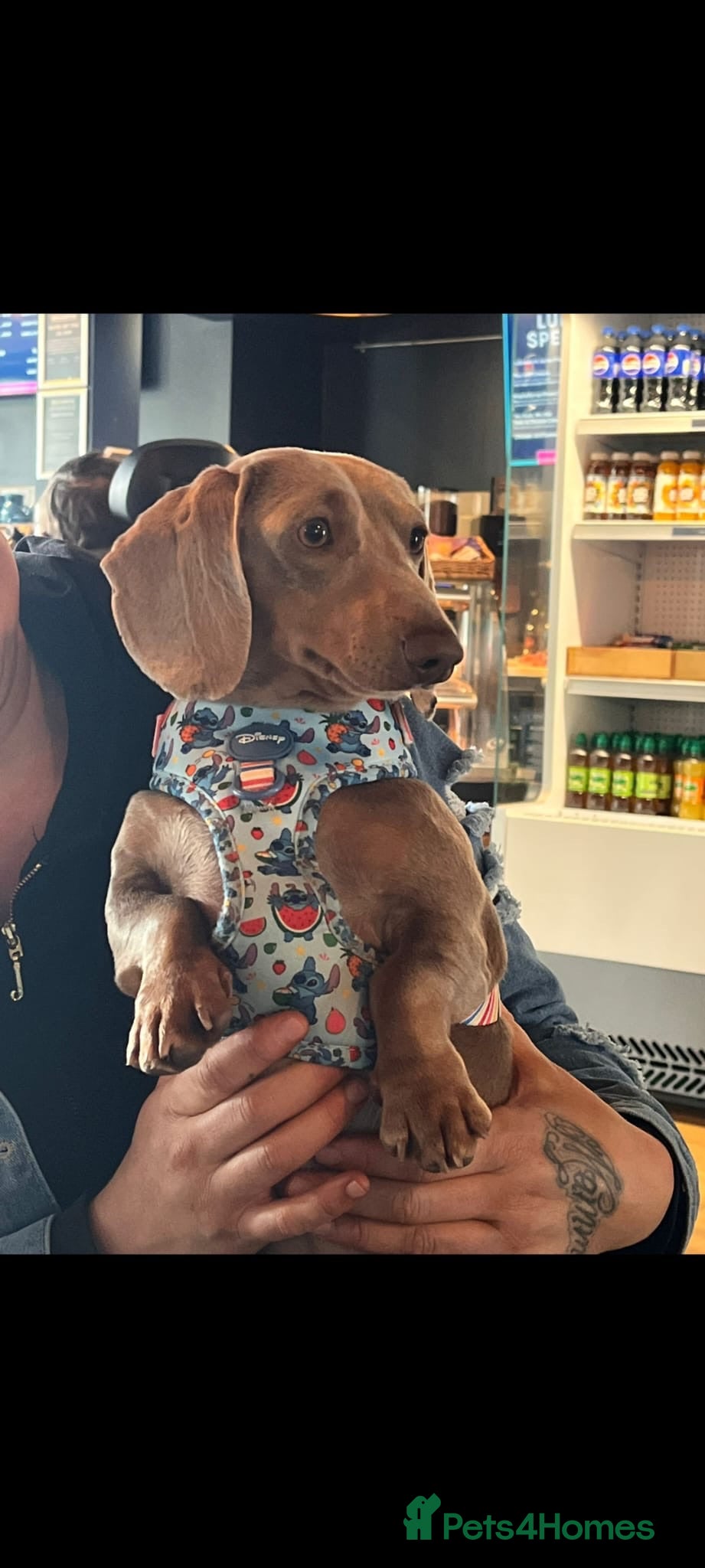 Miniature Dachshund dogs Male dachshund Isabella & tan Miniture  - Advert 1