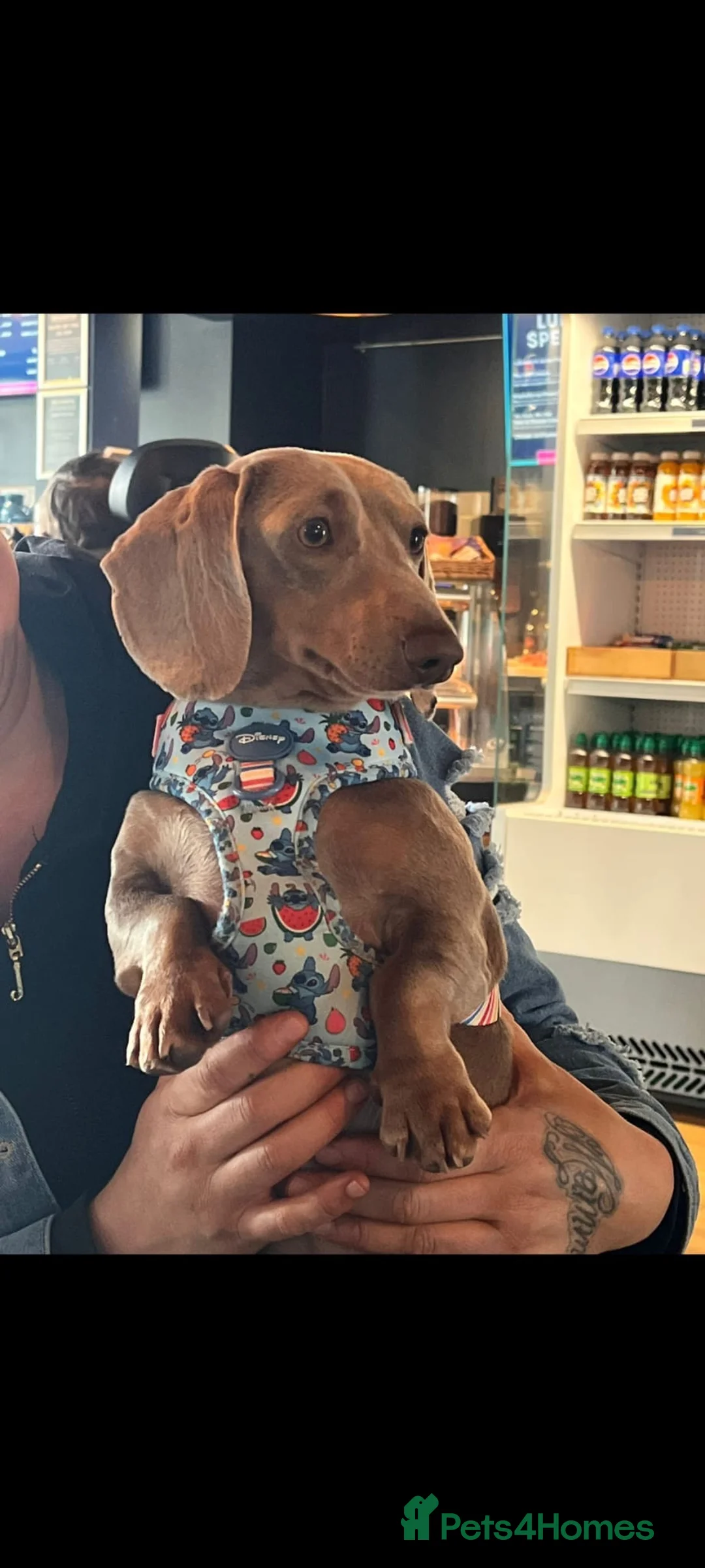 Miniature Dachshund dogs for sale: Male dachshund Isabella & tan Miniture  - Advert 1
