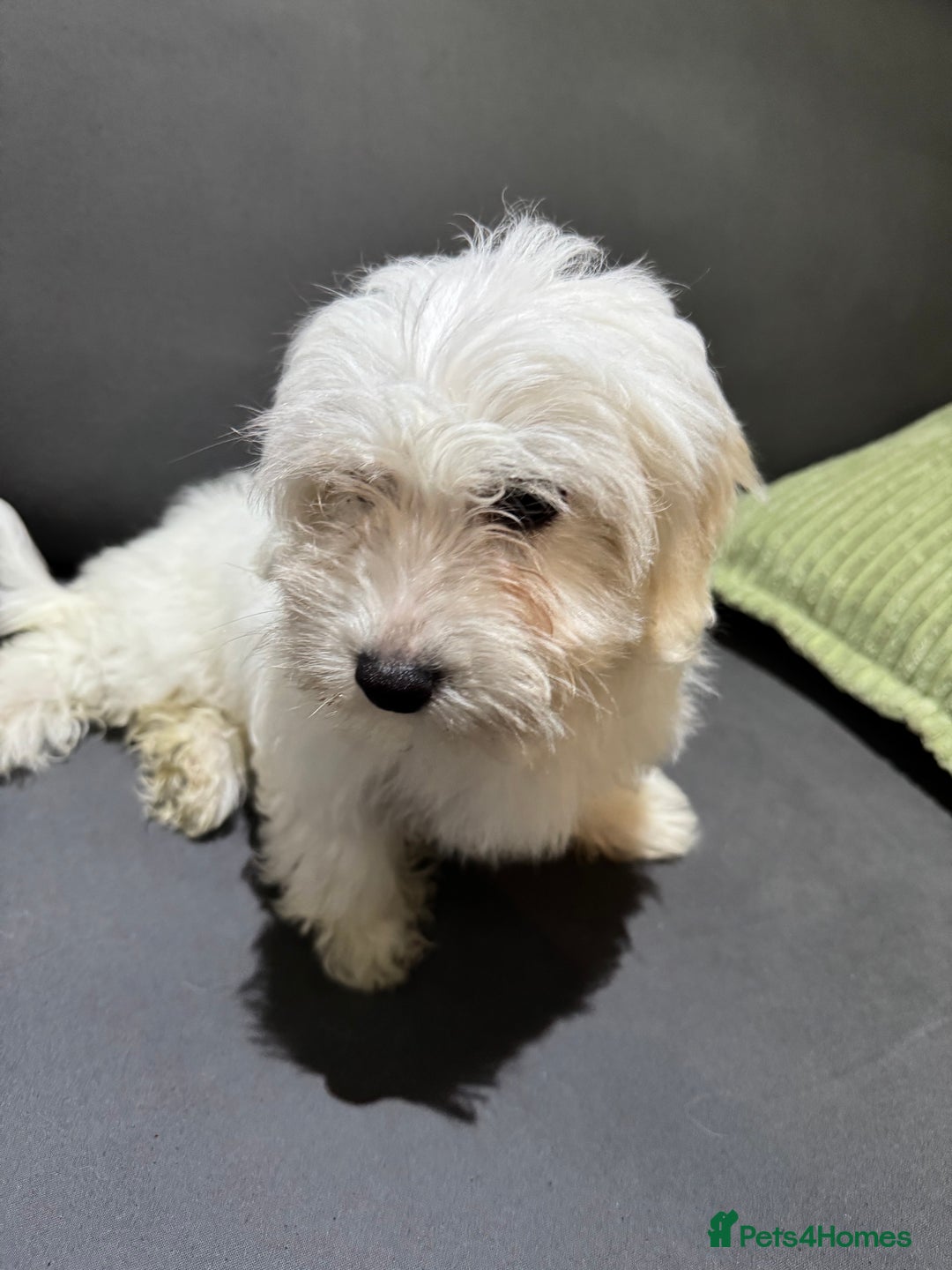 Coton De Tulear dogs for sale: Coton de tulear puppies for sale  - Advert 4
