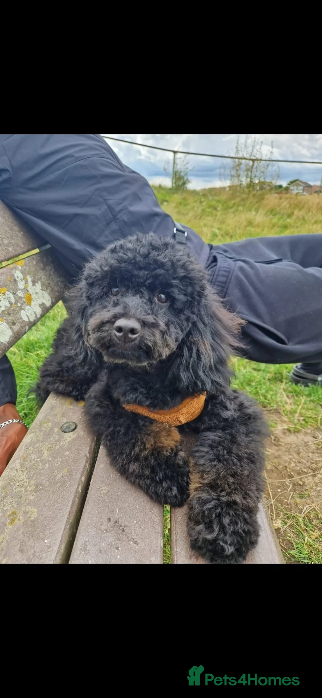 Cavapoo dogs for sale: Lovely black cavapoo  in Worthing - Advert 1