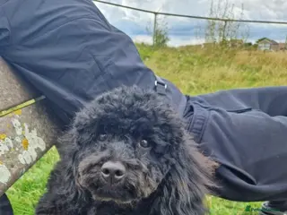 Cavapoo dogs Lovely black cavapoo in Worthing - Advert 8