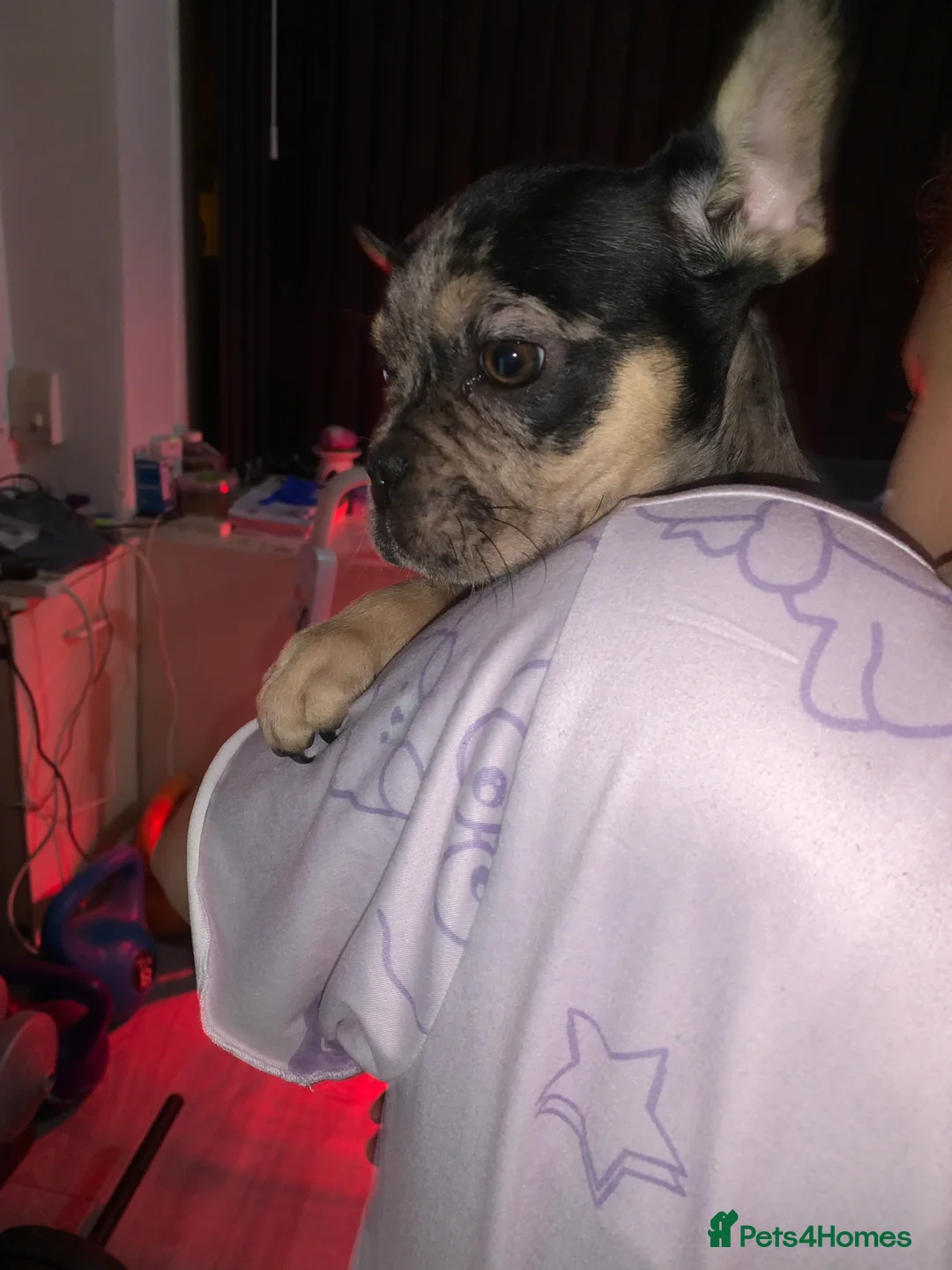French Bulldog dogs for sale: 1 boy left French bulldog puppy's for sale  - Advert 1