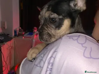 French Bulldog dogs 1 boy left French bulldog puppy's for sale - Advert 14