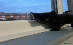 RagaMuffin cats for sale: Ragamuffin kittens  - Image 11
