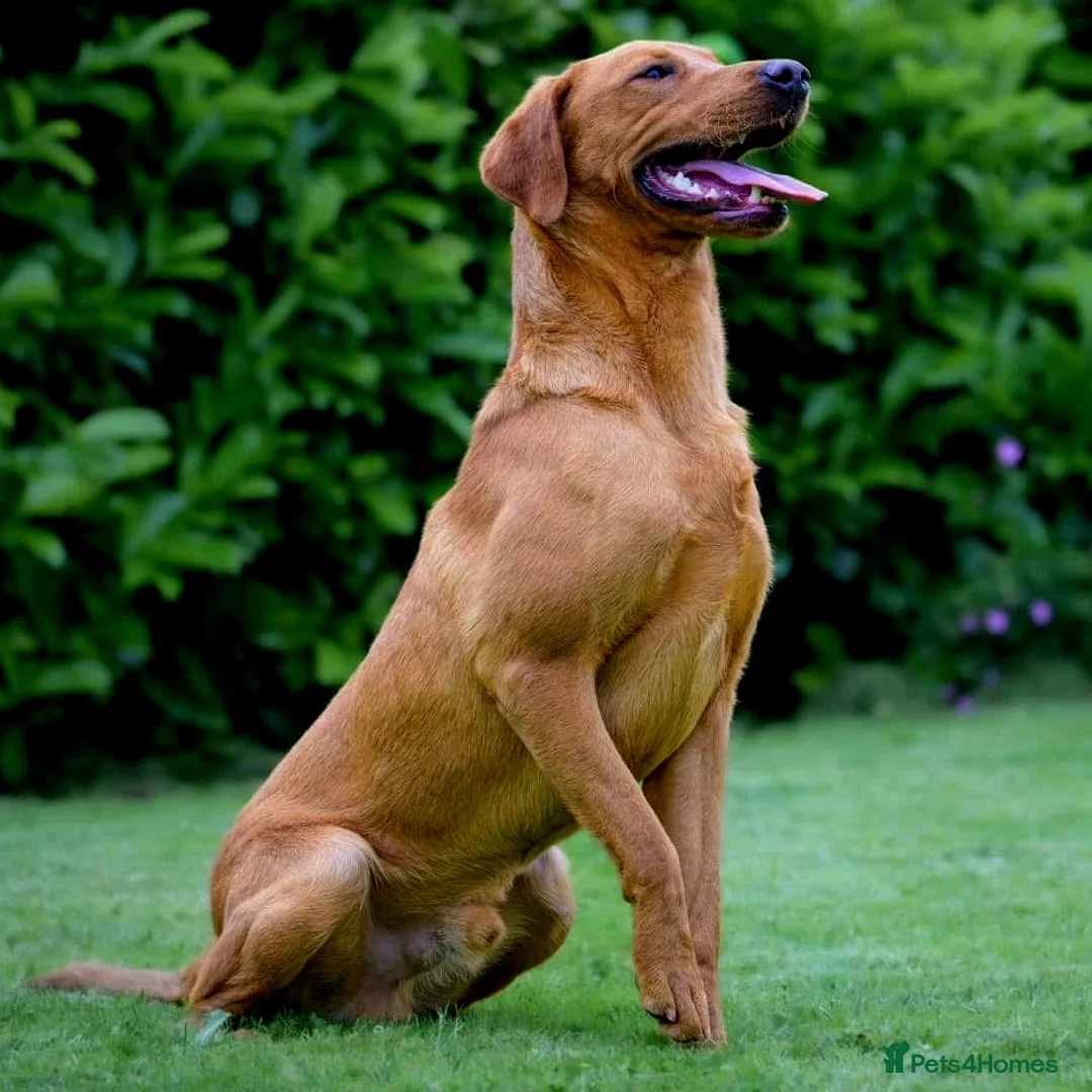 Labrador Retriever dogs for stud: KC Fox Red Lab Stud Fully Health Tested 37Ftch/Ftw in Corwen - Advert 5