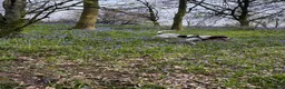 English Springer Spaniel dogs for sale: 9 month springer  - Advert 5