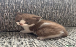 British Shorthair cats for sale: Beautiful British Shorthair Registered Kittens  - Image 14