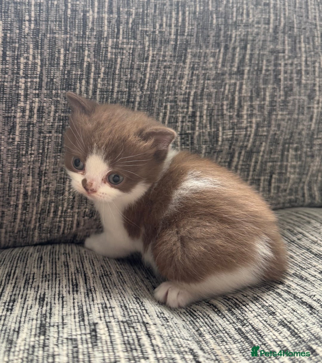 British Shorthair cats for sale: Beautiful British Shorthair Registered Kittens  - Image 14