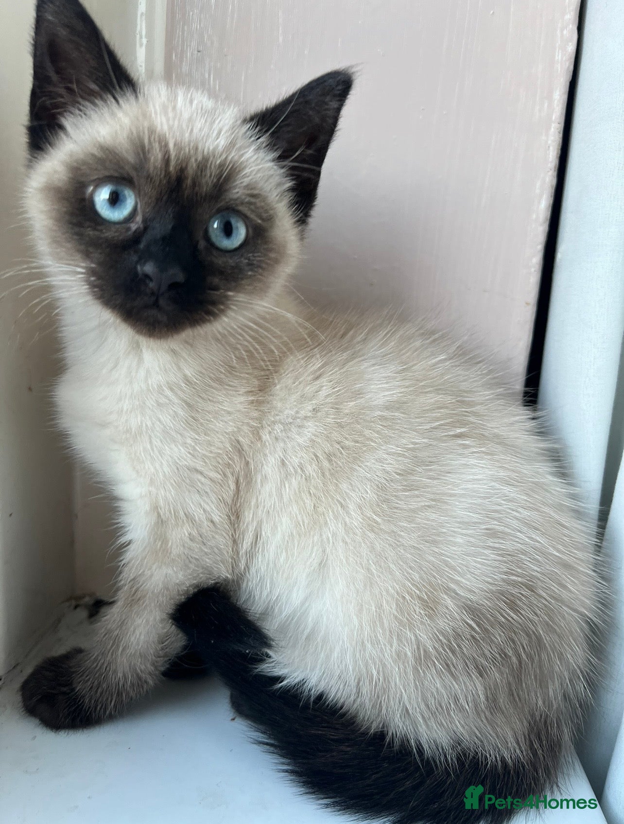 Siamese cats Siamese kitten - Advert 2