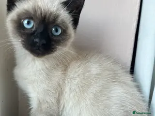 Siamese cats Siamese kitten - Advert 2