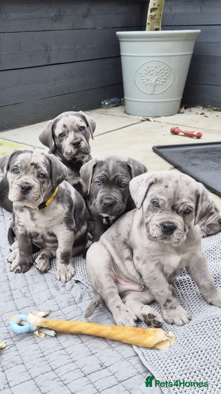 Mixed Breed dogs Beautiful cane corso  - Advert 1