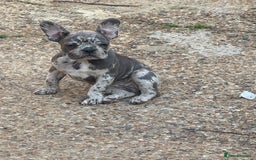 French Bulldog dogs for sale: Adorable Fresh Bulldogs🤍 - Image 4