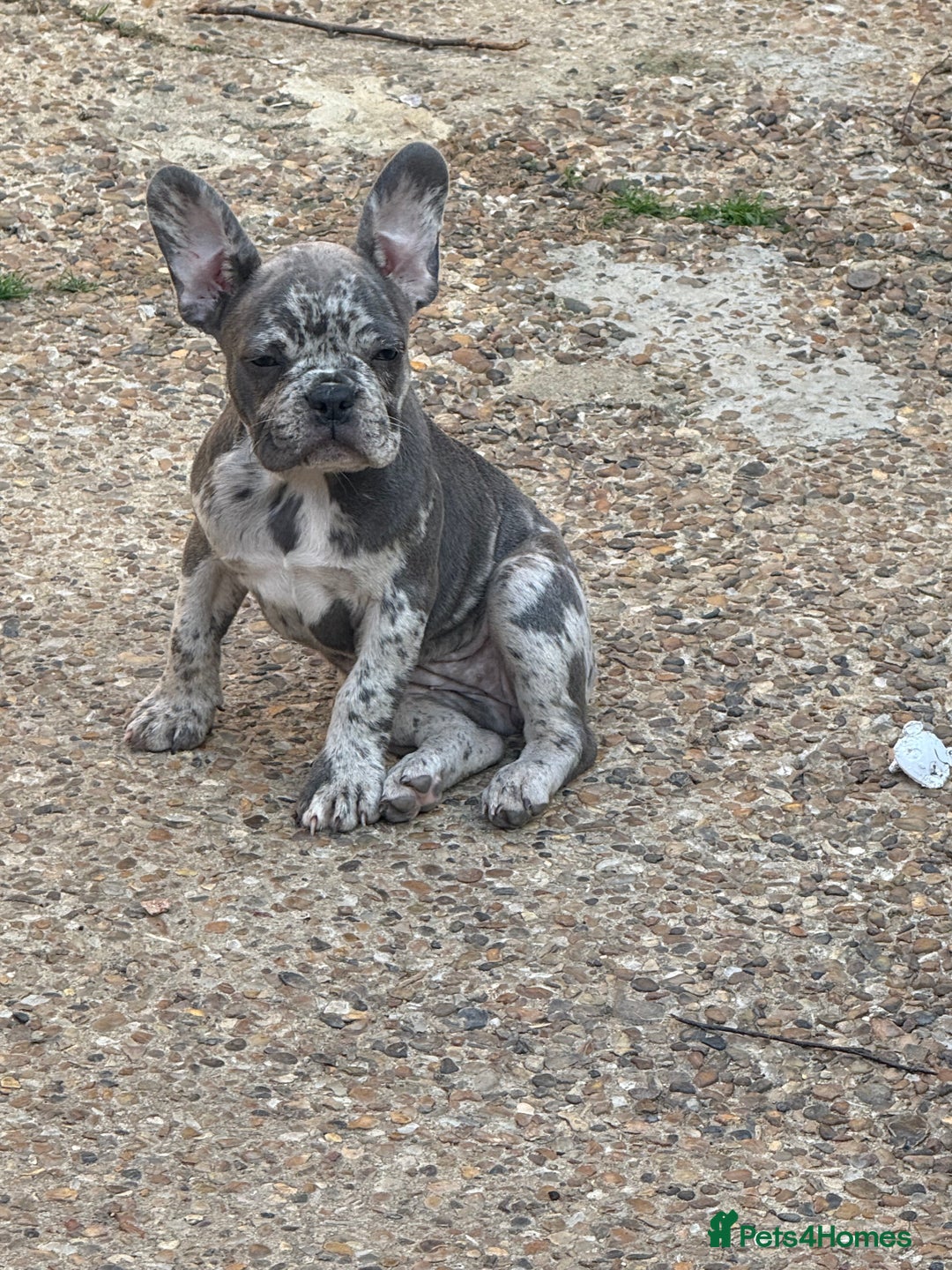 French Bulldog dogs for sale: Adorable Fresh Bulldogs🤍 - Image 4