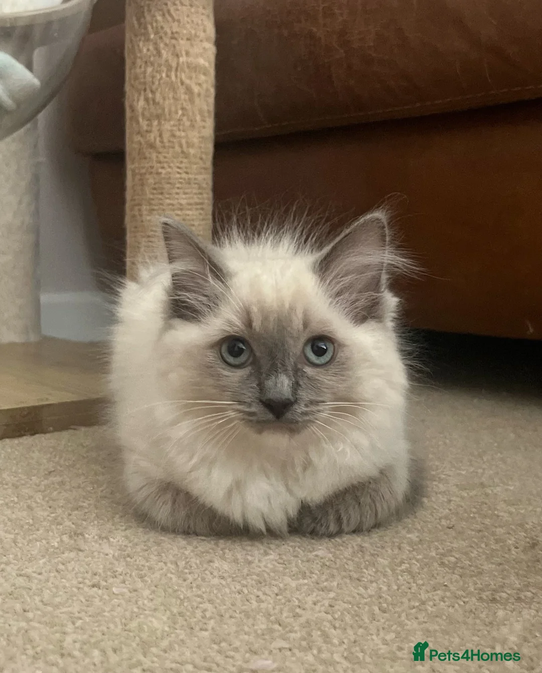 Ragdoll cats for sale: Ragdoll Kittens - Advert 1