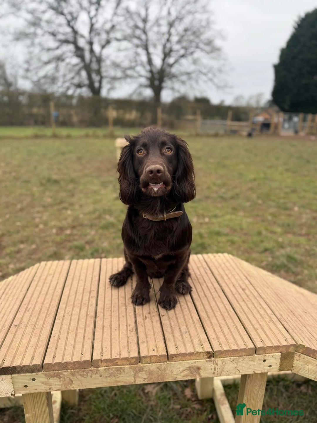 Cocker Spaniel dogs for stud: Working Chocolate Cocker Spaniel for Stud  - Image 2