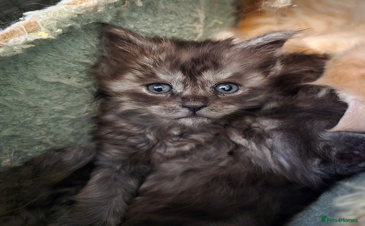 Maine Coon cats - Advert 2