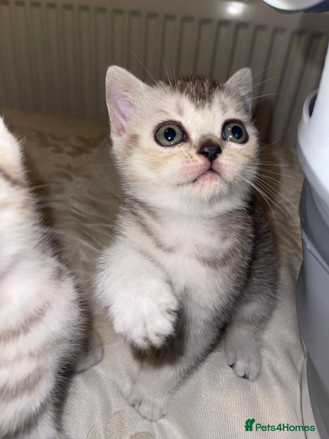 British Shorthair cats for sale: British short hair kittens - Image 25