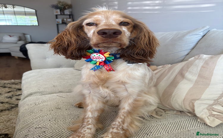 Cocker Spaniel dogs - Advert 1