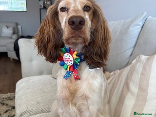 Cocker Spaniel dogs - Advert 20