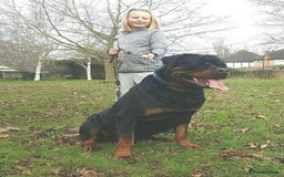 Rottweiler dogs for sale: Rottweiler  - Image 15