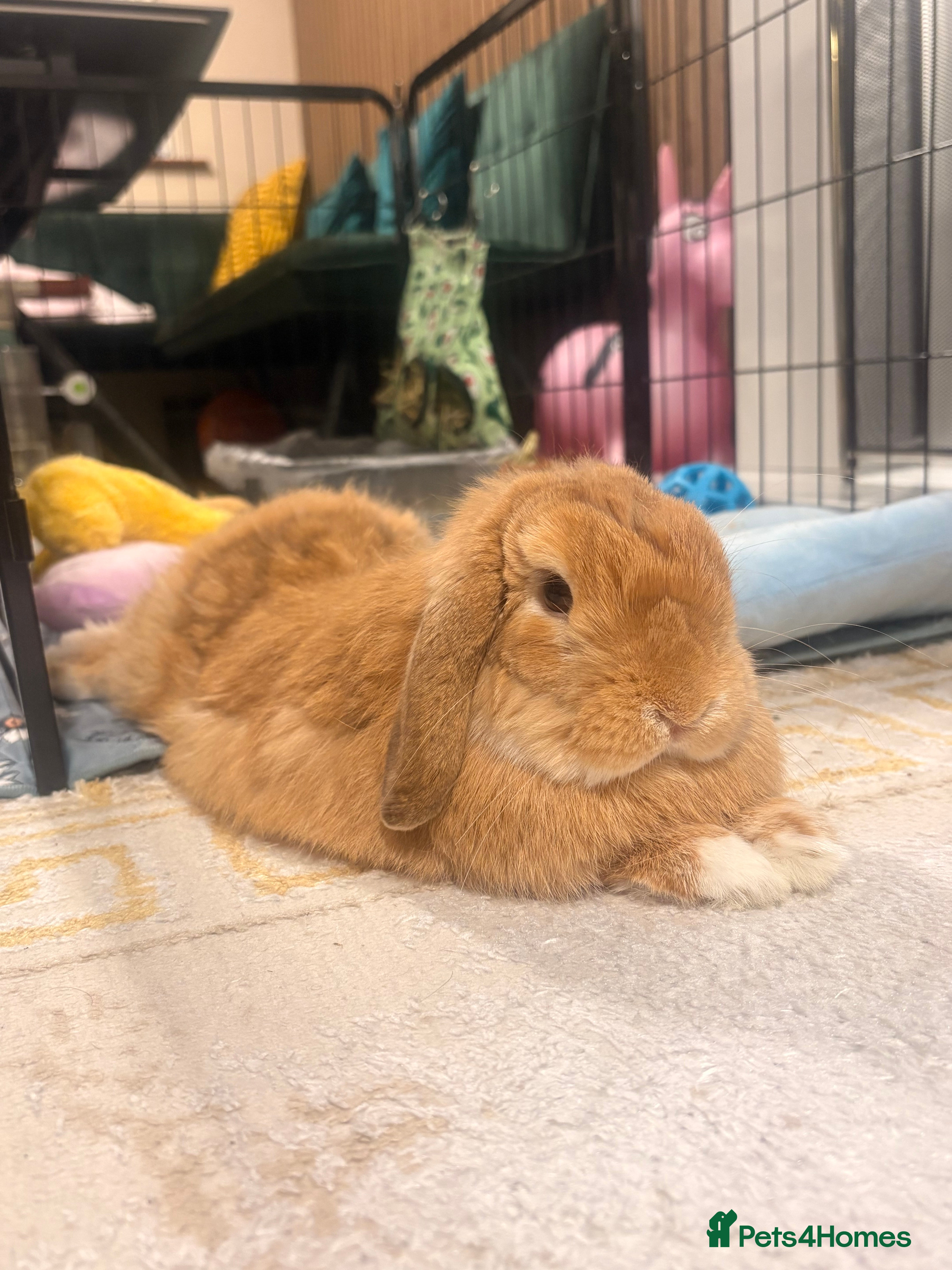 Mini Lop rabbits Pom-Adorable 10 months old mini lop male - Advert 1