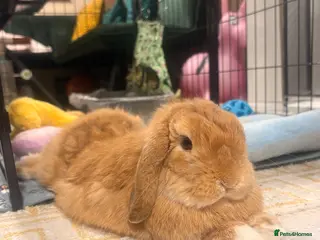 Mini Lop rabbits Pom-Adorable 10 months old mini lop male - Advert 1