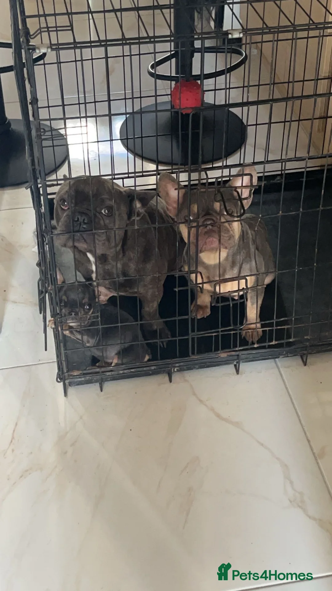 French Bulldog dogs for sale: French bulldog puppy (8 months old) - Advert 2
