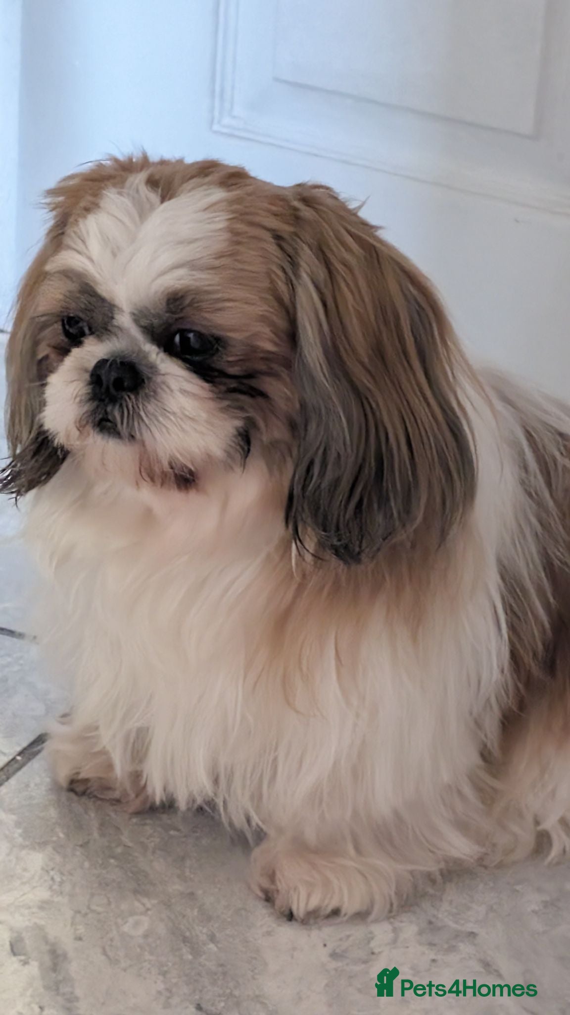 Shih Tzu dogs Cute little shihtzu puppy - Advert 1