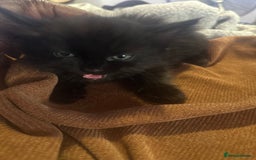 British Shorthair cats for sale: Ready for love - Image 1