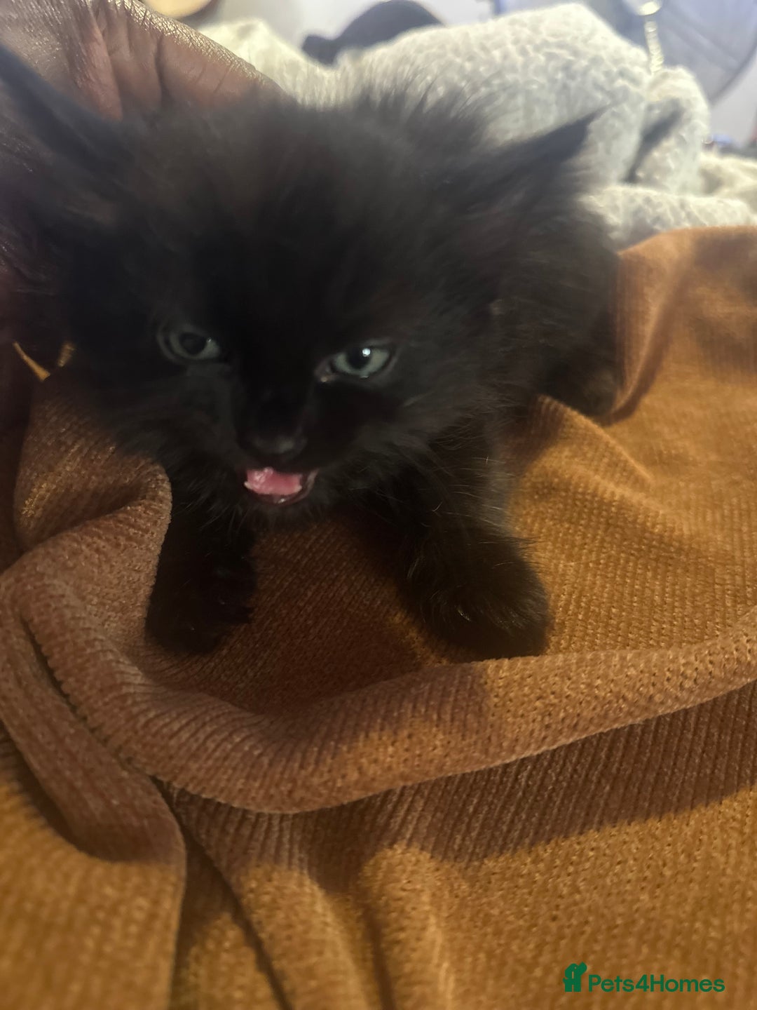 British Shorthair cats for sale: Ready for love - Image 1