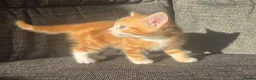 Mixed Breed cats for sale: Gorgeous cuddly kittens  - Advert 3