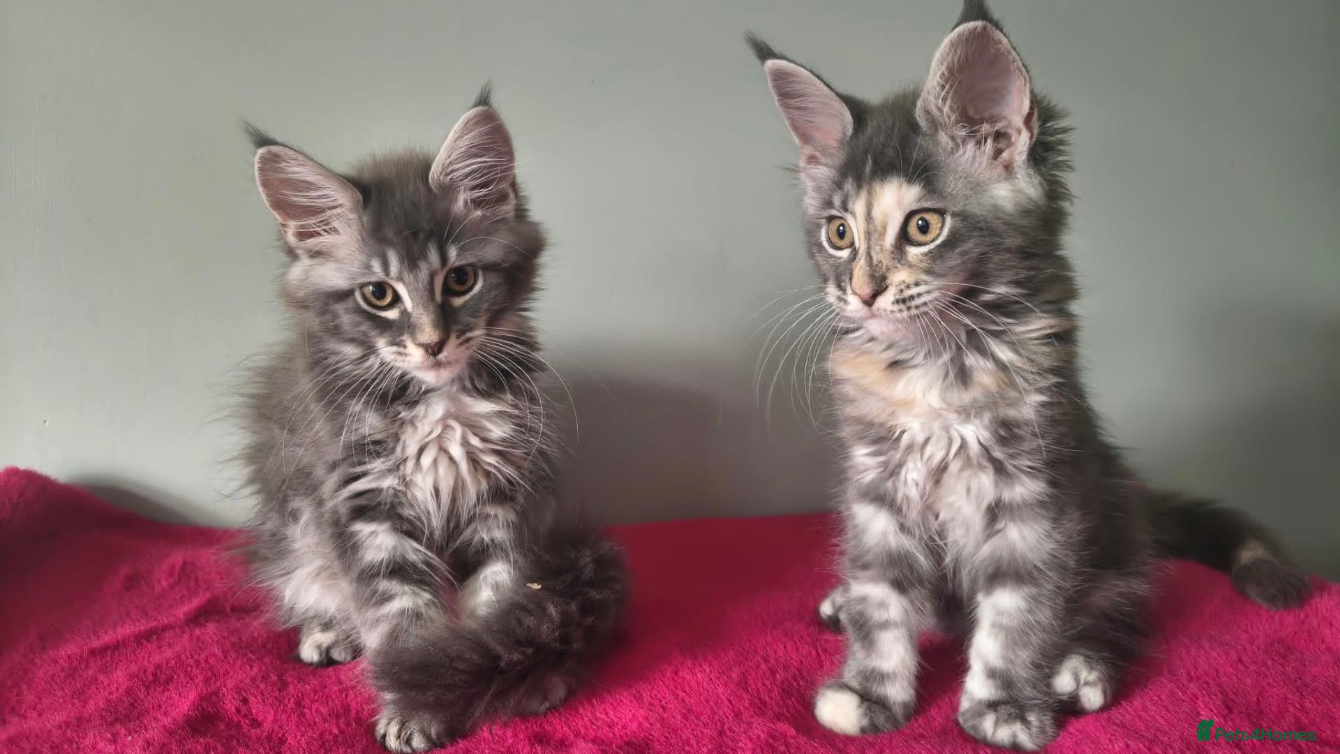 Maine Coon cats Tica registered Maine coon kittens - Advert 1