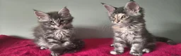 Maine Coon cats for sale: TICA registered Maine coon kittens - Advert 6