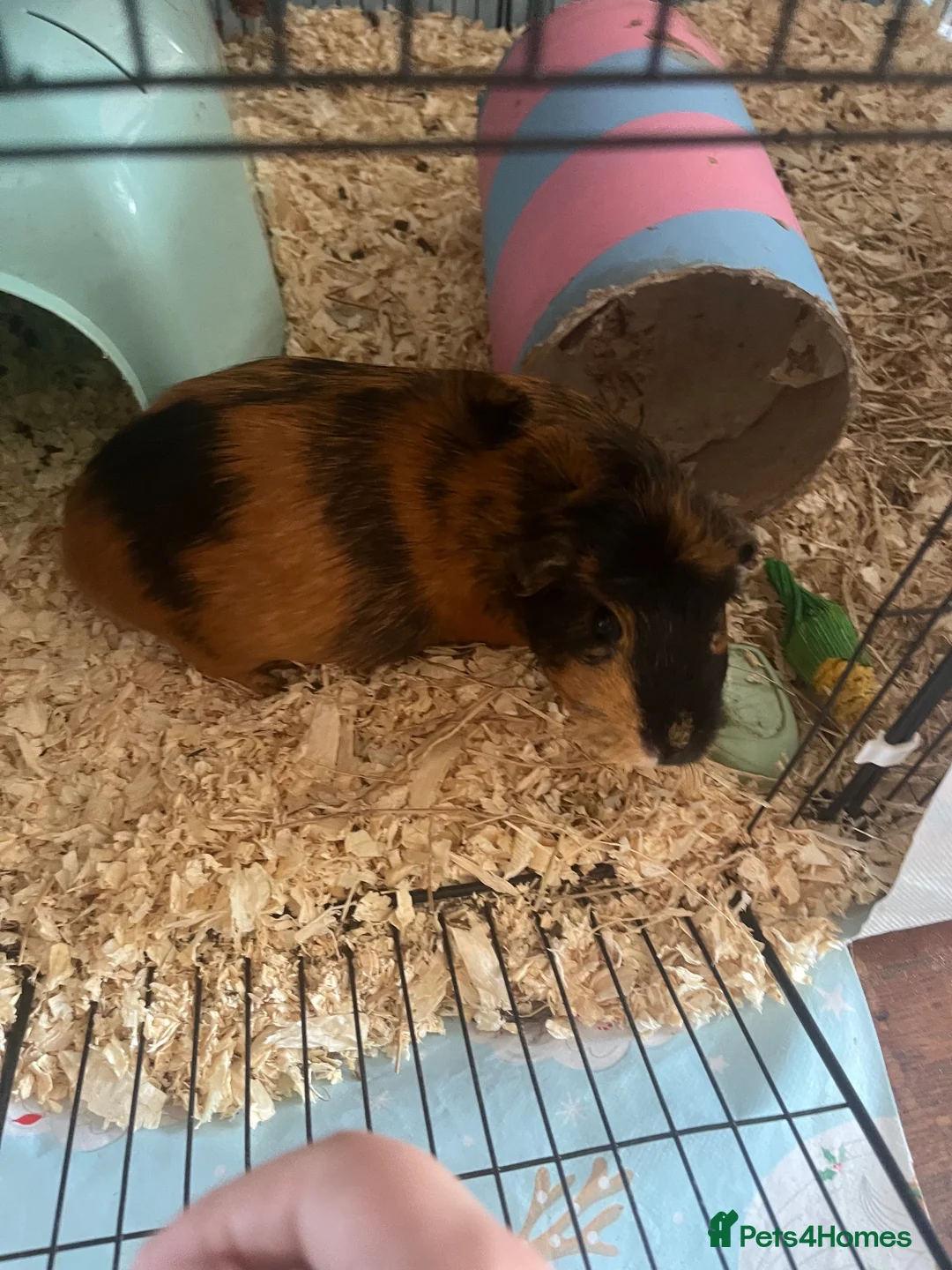 Guinea Pig rodents for sale: Baby Guinea Pigs - Advert 1
