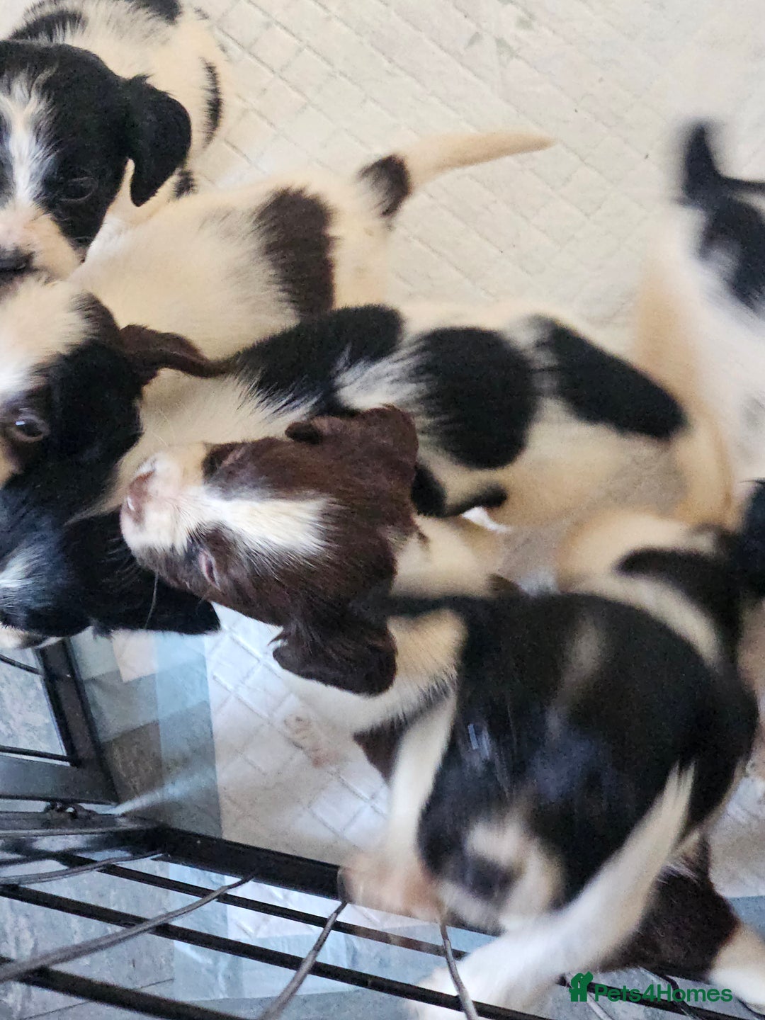 English Springer Spaniel dogs for sale: Springer spaniel puppy's  - Image 18