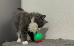 Mixed Breed cats for sale: 4 gorgeous kittens available now  - Image 13