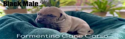 Cane Corso dogs for sale: Cane corso - Advert 13