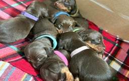 Miniature Dachshund dogs for sale: Beautiful Chocolate & Tan miniature dachshunds  - Image 11