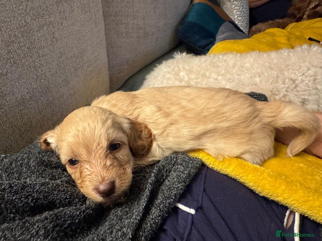 Cavapoo dogs for sale: Cavapoo puppies 1 male 1 female left - Image 4
