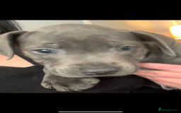 Staffordshire Bull Terrier dogs for sale: Blue staff pups  - Image 32