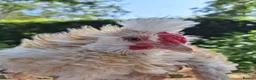 Chickens poultry for sale: Frizzle and Brahma Cockerels 10 weeks old for sale - Advert 9