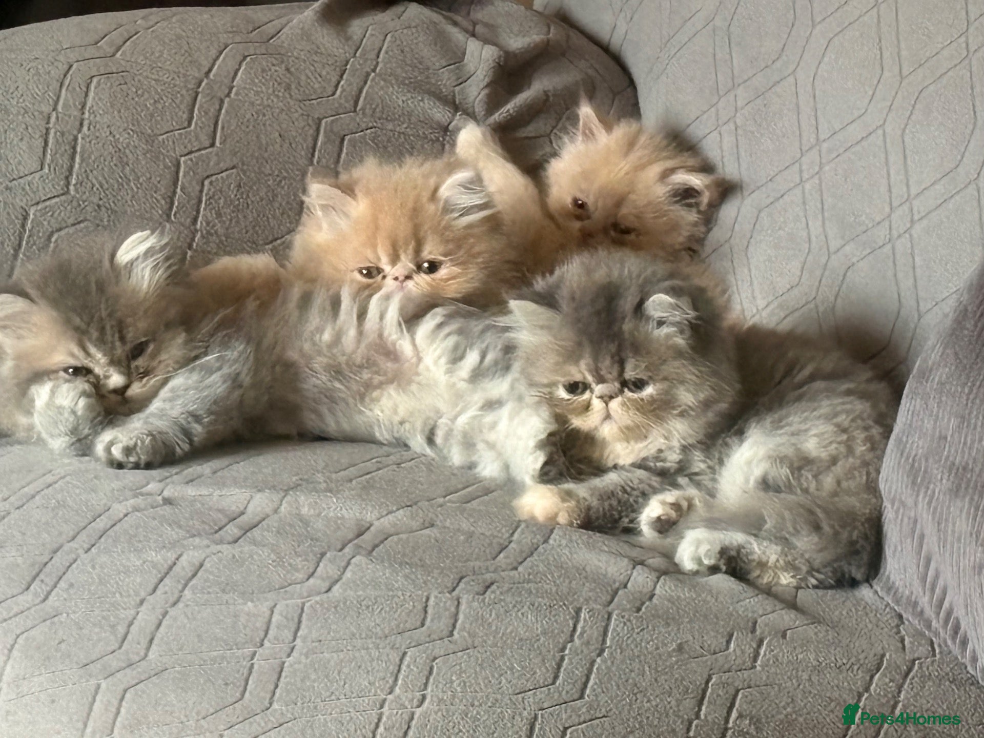 Persian cats Two gorgeous playful male kittens - Advert 4