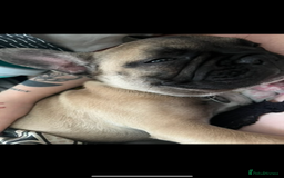 Mixed Breed dogs for sale: French bulldog cross American bulldog  - Image 13