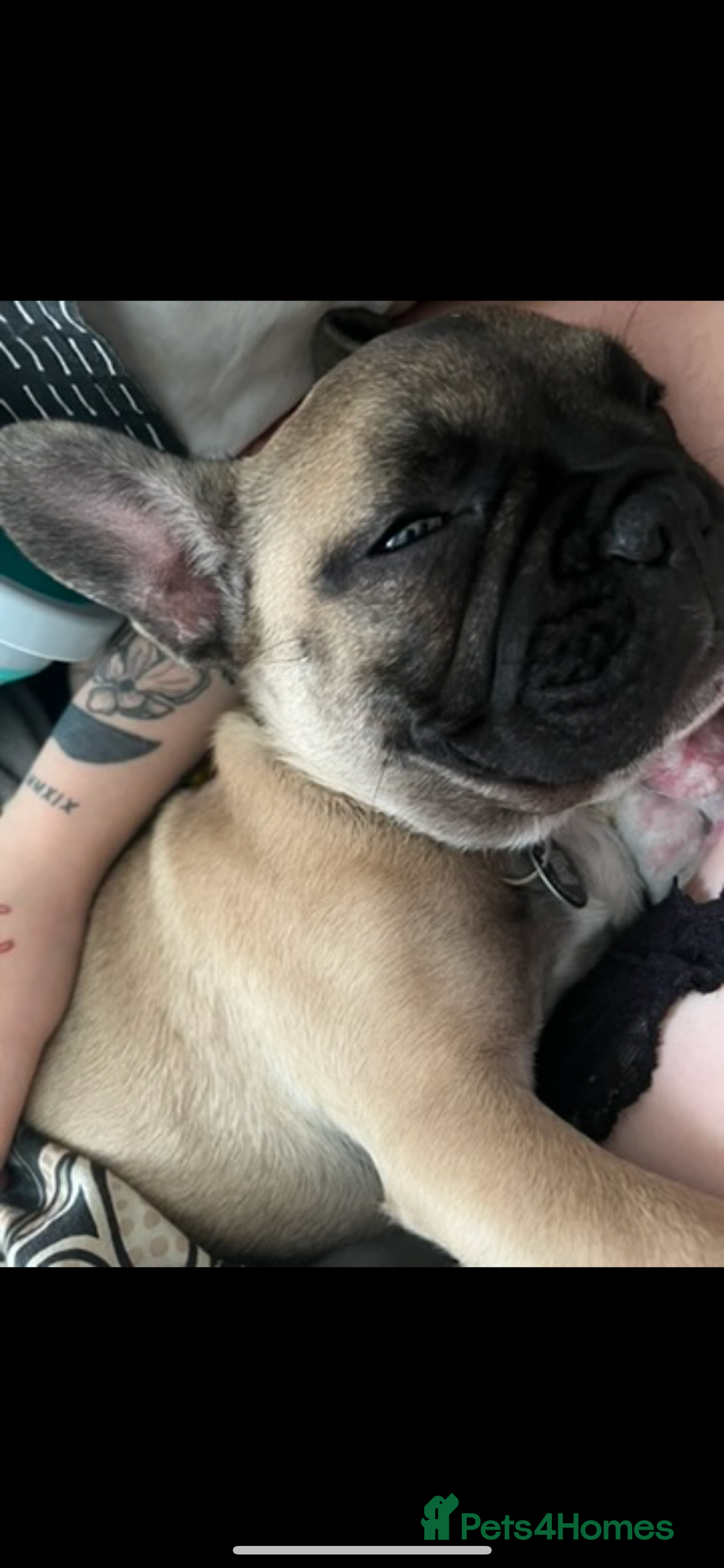 Mixed Breed dogs for sale: French bulldog cross American bulldog  - Image 13