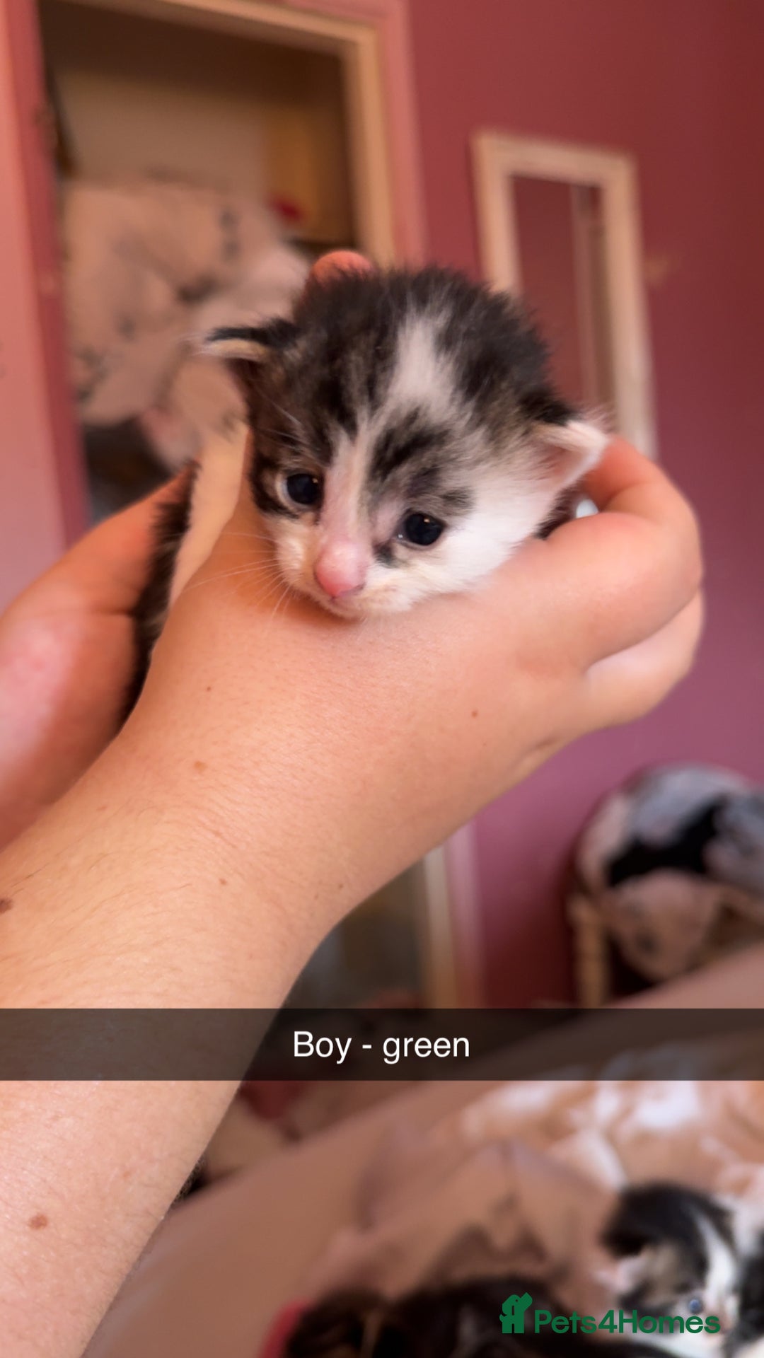British Longhair cats for sale: Beautiful kittens  - Image 6