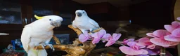 Cockatoo birds for sale: 9-Week-Old Triton Cockatoo Chicks Available - Advert 10