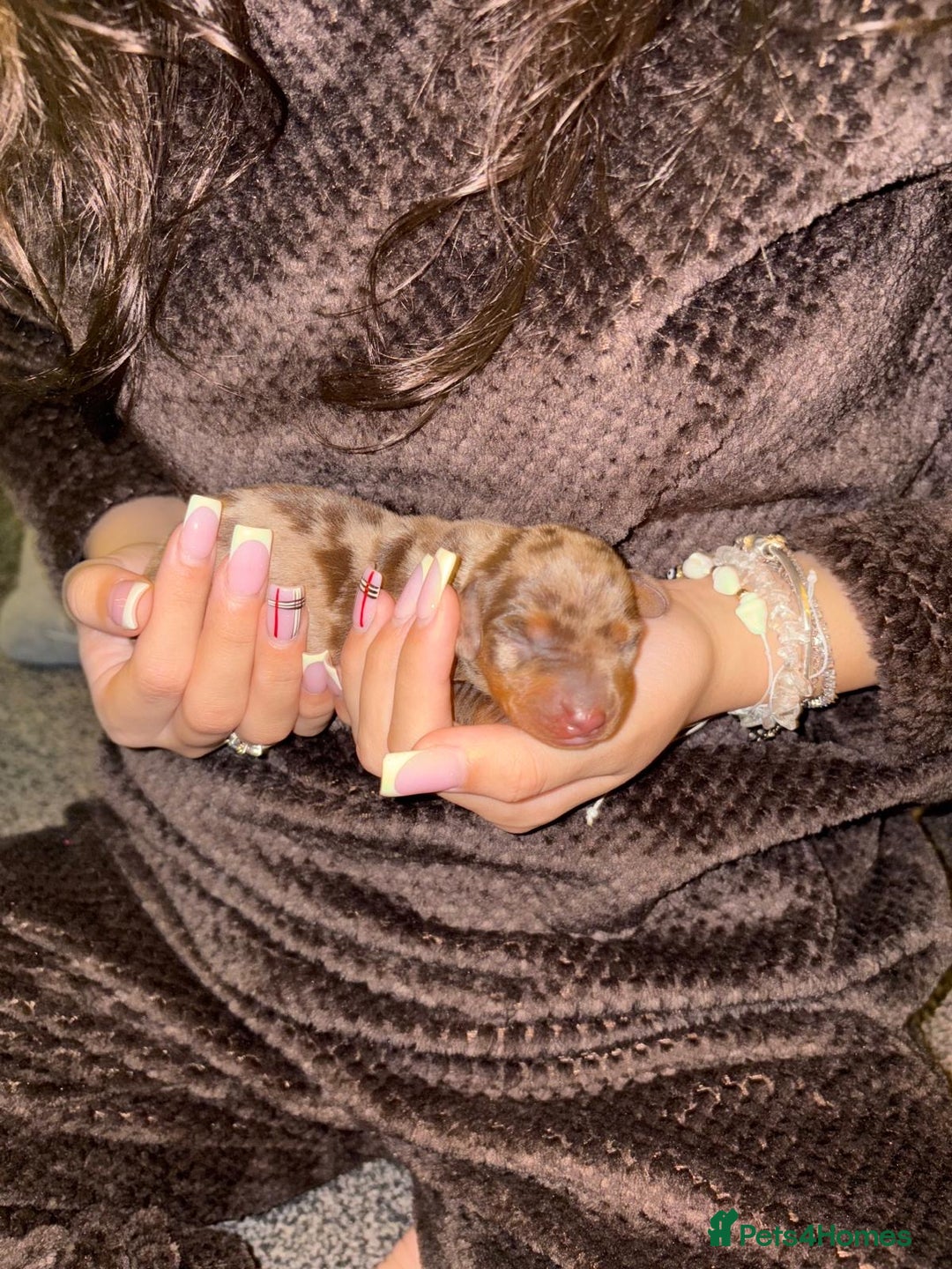 Miniature Dachshund dogs for sale: Miniature dapple daschund puppies for sale - Advert 2